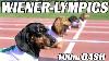 Le 100m Teckel Dash Wiener Dog Race